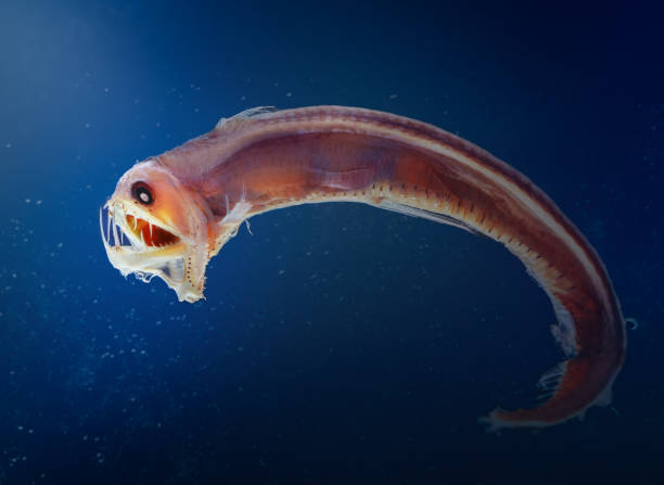 Sloane viperfish (Chauliodus sloani) stock photo
