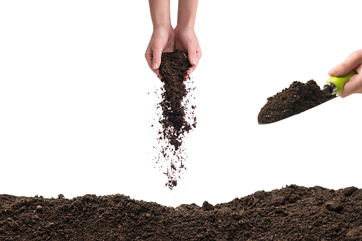 Brown soil in woman hands isolated on white background. The soil falls out of hand.