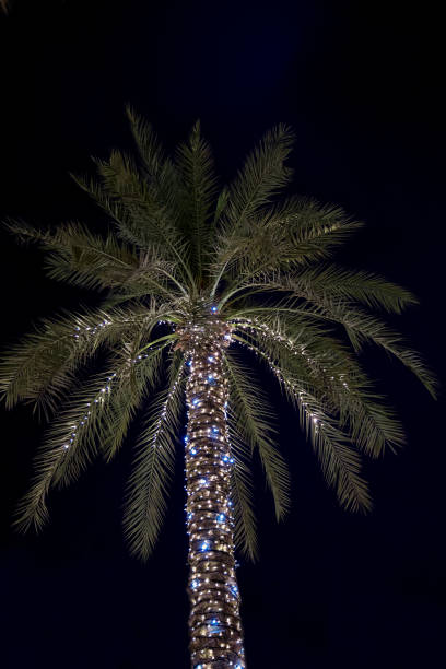 istock Beautifully decorated Palm Trees silhouette the night sky 1462713579