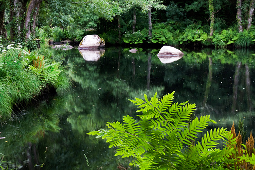 River calm water, fern, landscape, reflection, trees, Betanzos, A Coruña province, Galicia, Spain.