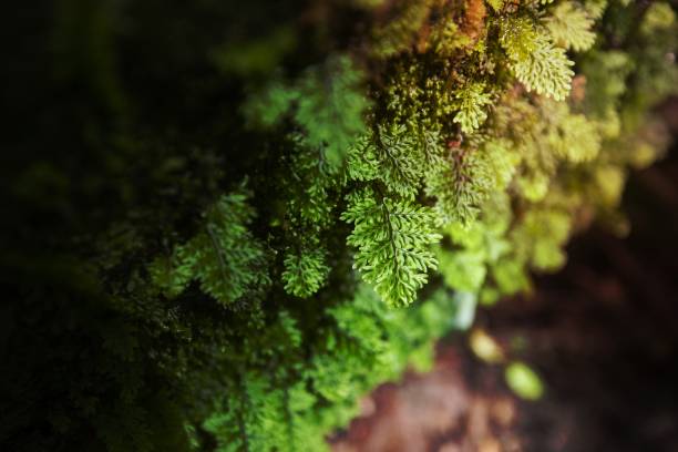 grüner farn detail natur im regenwald mit moos auf dem felsen - nahaufnahme pflanze - fern leaf plant close up stock-fotos und bilder