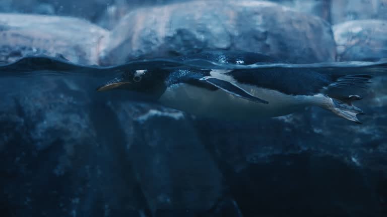 SLO MO Fun adventures of penguins