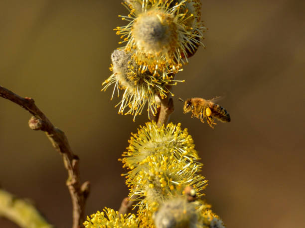 istock Macro of honey bee collecting nectar, springtime 1462718612