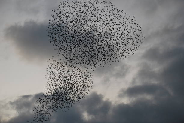 istock Flocks of black birds 1462720107