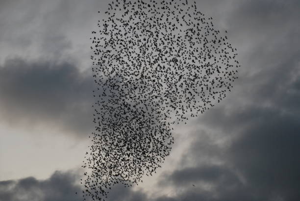 istock Flocks of black birds 1462720230