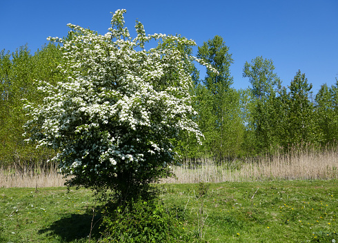 Crataegus bush blooming in may in a large wood in the Netherlands named Horsterwold