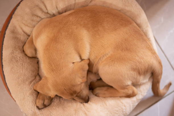 istock Brown labrador dog sleep on bag 1462724733