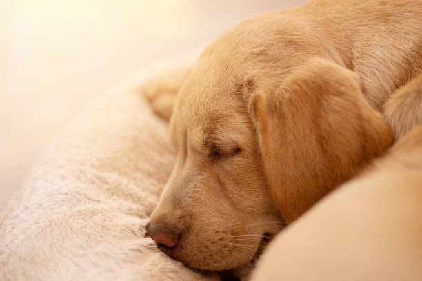 istock Taking nap labrador puppy dog 1462724754