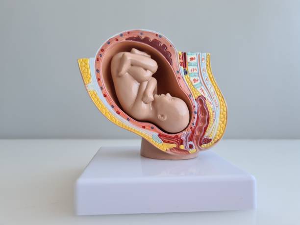 istock Embryo and fetus anatomy model for classroom teaching 1462725377