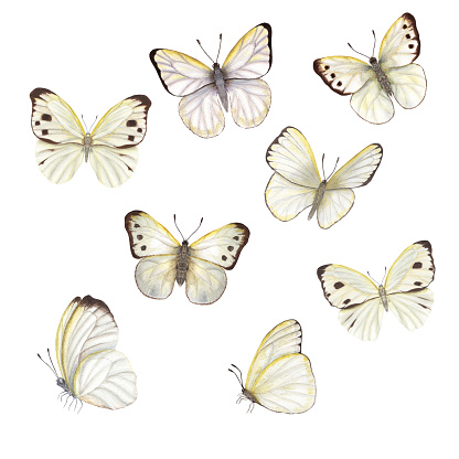 Set of watercolor cabbage butterflies isolated on white background. Perfect for wallpaper, print, textile, nursery, scrapbooking, wedding invitation, banner design, postcards, clothing