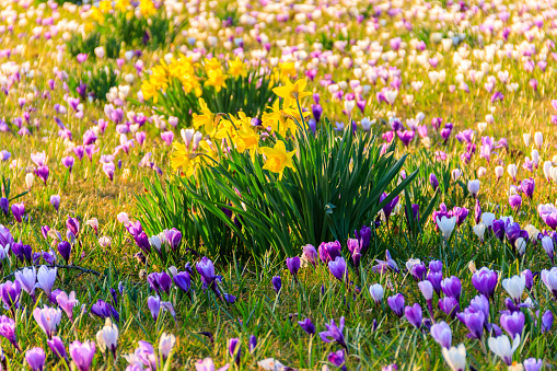 Close-up blooming purple crocus flowers on meadow under sun beams in spring time at Velika planina, Slovenia.