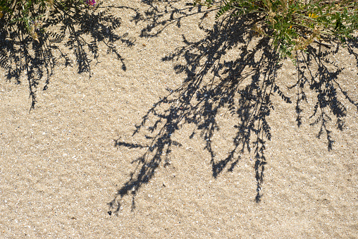 Shadows from the branches of plants on the sands of the dunes.