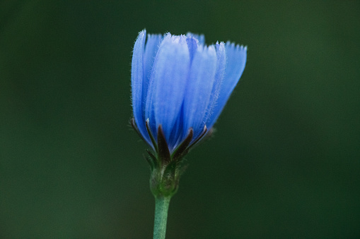 Cornflower close up