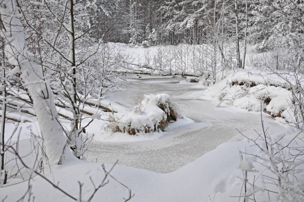 istock Frozen river with ice and trees with snow caps in winter forest 1462728441