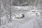 Frozen river with ice and trees with snow caps in winter forest
