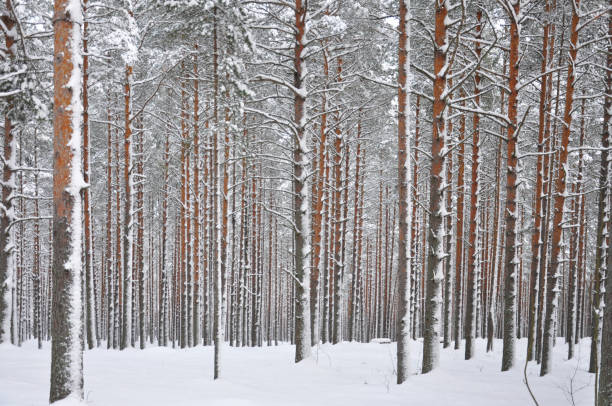 istock Beautiful winter pine trees with snow caps in the forest 1462728500