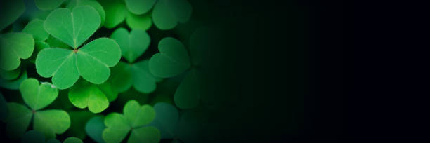 istock Clover Leaves for Green background with three-leaved shamrocks. st patrick's day background, holiday symbol 1462729174