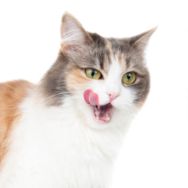 istock Funny beautiful fluffy cat licks isolated on the white background 1462734610
