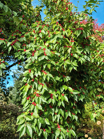 Branches of Lonicera maackii (Schirm-Heckenkirsche) with red berries in October.