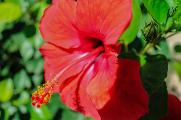 istock Red hibiscus flower on a green background 1462744630
