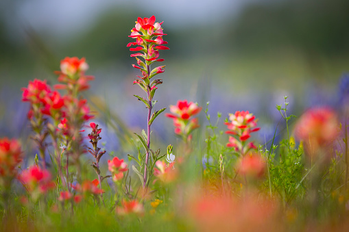 Springtime in Texas