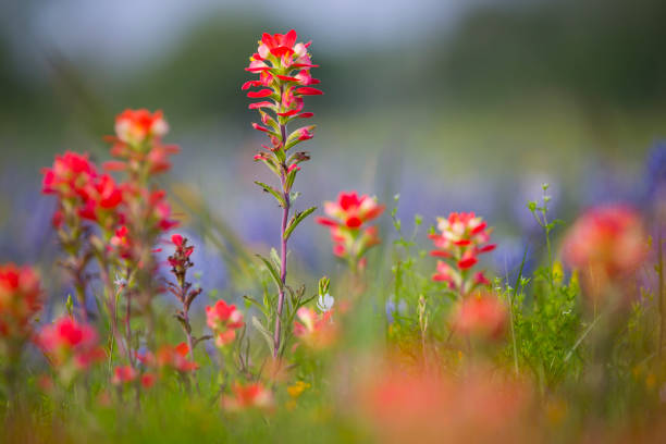 indian painbrush flower with texas bluebonnet in background - indian paintbrush imagens e fotografias de stock