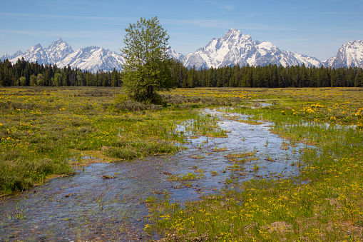 Springtime Green and Water in the Tetons
