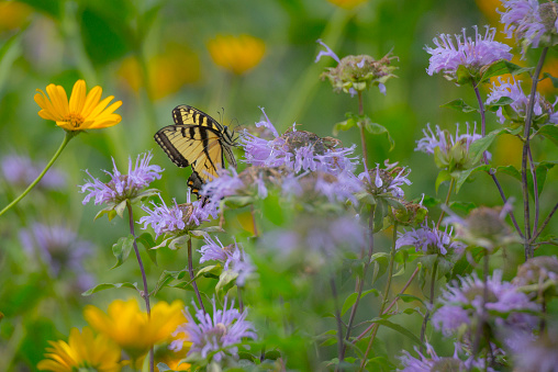 Yellow Swallowtail on flowers