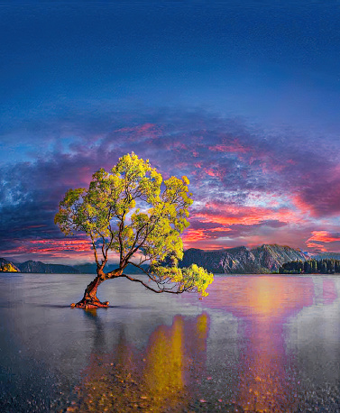 Willow tree, Lake Wanaka at Sunrise New Zealand.