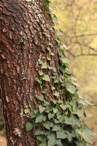 istock Ivy plant growing on a tree trunk 1462752108