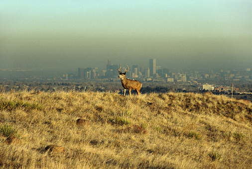 As a mule deer stag stands on South Table Mountain in Golden, Colorado, a temperature inversion holds air pollution and a brown cloud of vehicle emissions over downtown Denver in the distance.
