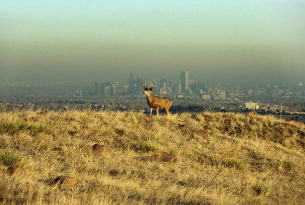 Golden Colorado mule deer stag overlooks Denver brown cloud pollution stock photo