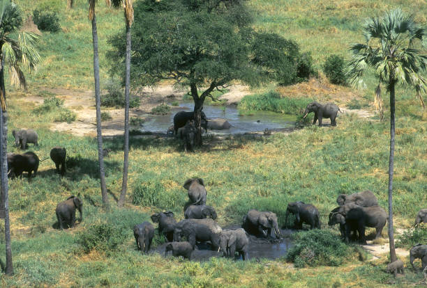 Elephant herd roll in mud Tarangire National Park Tanzania stock photo