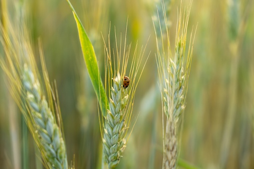 ladybug on a blade of wheat  in a green meadow.