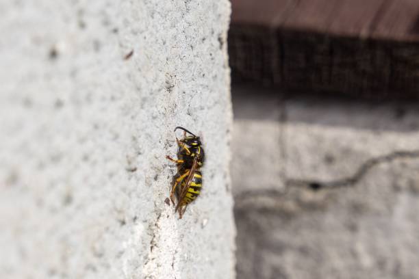 istock Wasp insect sitting on the wall 1462762964