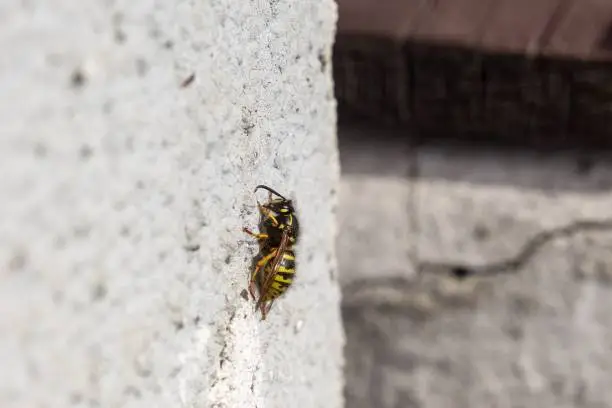 Wasp insect sitting on the wall. Slovakia