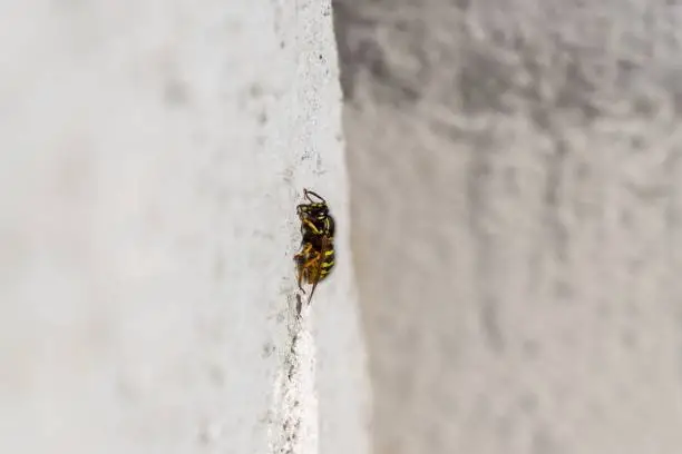 Wasp insect sitting on the wall. Slovakia