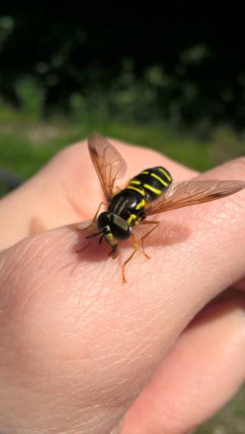 istock Hoverfly sitting on the human woman's hand 1462764095