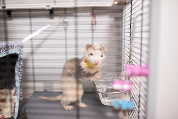 istock Surprised ferret leaning over it's water dish 1462766316