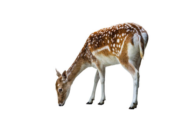 istock European fallow deer female isolated 1462770707