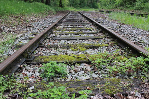 istock Railroad tracks in the green forest. Simple transport path through nature. Deep perspective. 1462774277