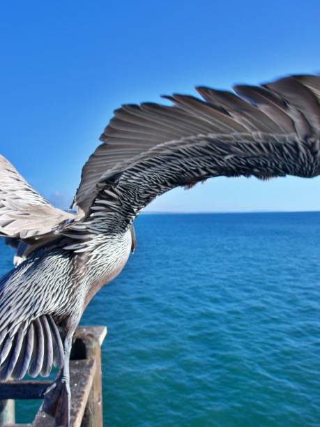 istock Pelican on wooden railing 1462774388