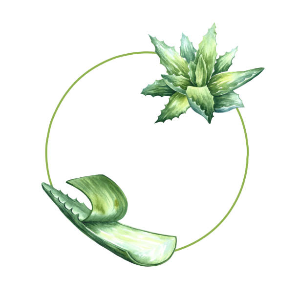 istock Aloe vera. Round frame. Watercolor illustration. For labels and packaging of cosmetology, perfumery and medicine. 1462775284