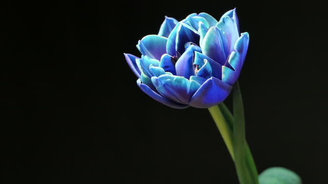 Timelapse blue tulip flower blooming on black background. 4k