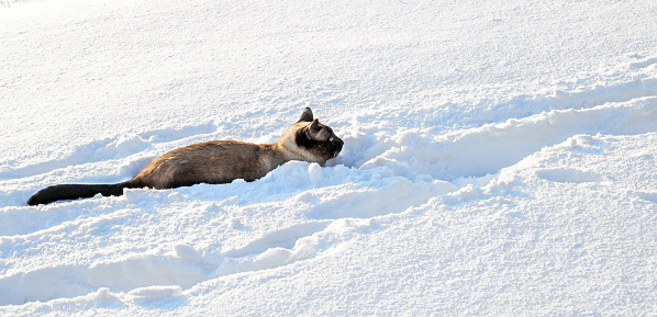Siamese cat makes his way home through deep loose snow.