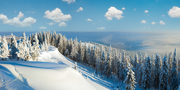 Winter rime and snow covered hill top with fir trees and  snowdrifts (Carpathian Mountains, Ukraine).