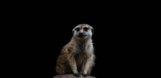 istock A Portrait of a Meerkat ( Suricata Suricatta ) 1462780047