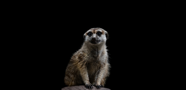 Full-length view of a meerkat standing on a rock against a clean black background.
