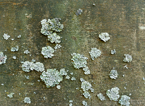 Old weathered wooden board covered with moss and lichen. Lichen hypogymnia physodes on tree\nThis image was taken with a mobile phone.