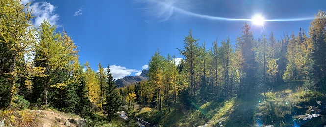 An outstanding image of the Sentinel Pass hiking trail in Banff during the stunning yellow larch season, showcasing the mesmerizing beauty of the Canadian Rockies and the thrill of outdoor adventure.